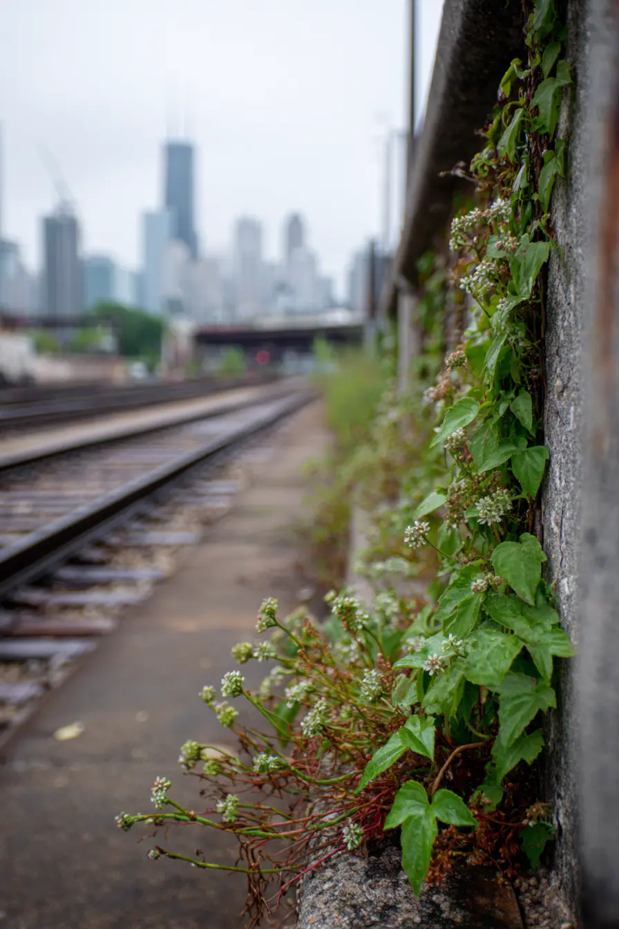 Climbing Greenery for Narrow Hellstrips