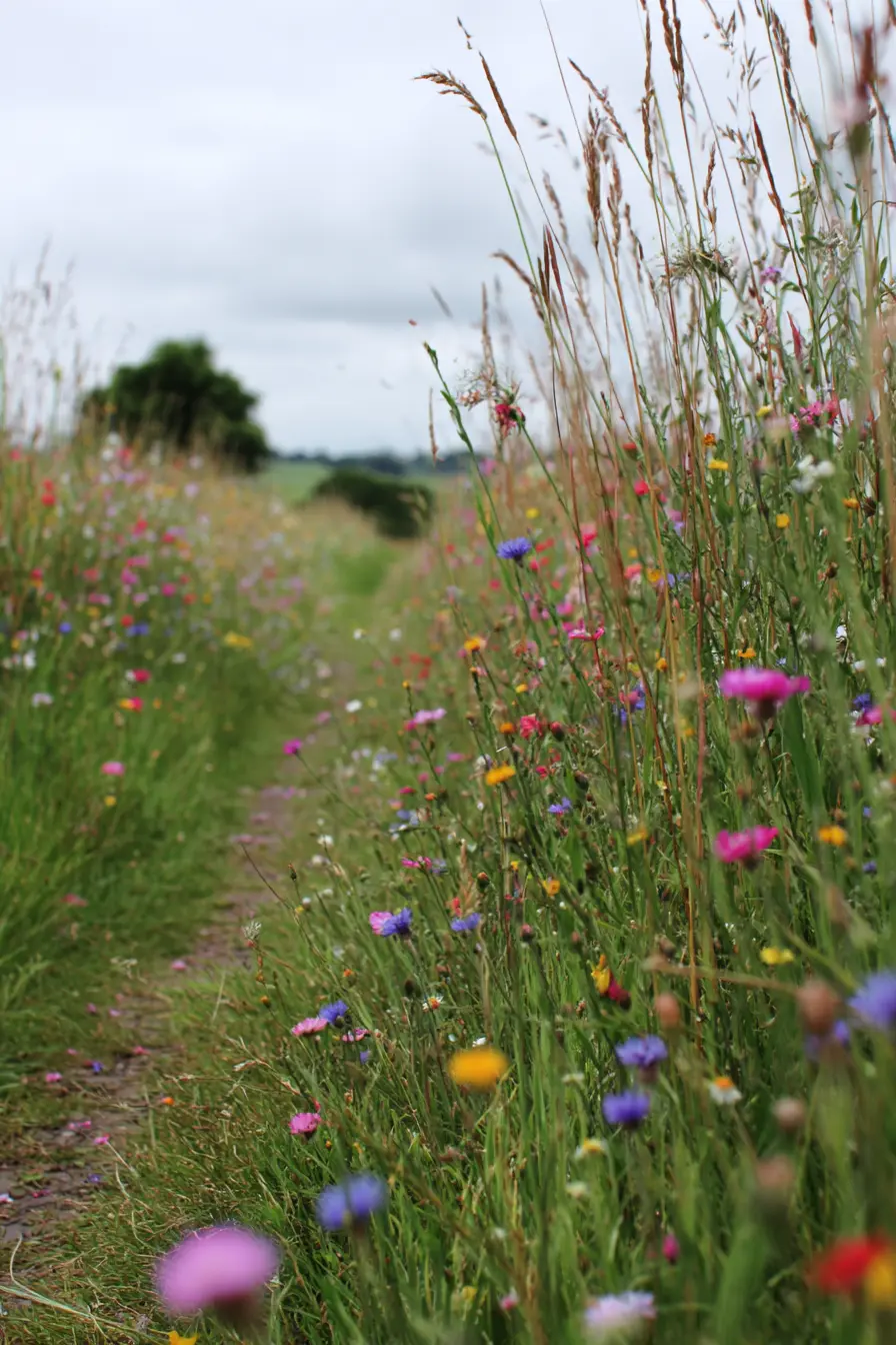 Wildflower-Framed Grassy Pathway
