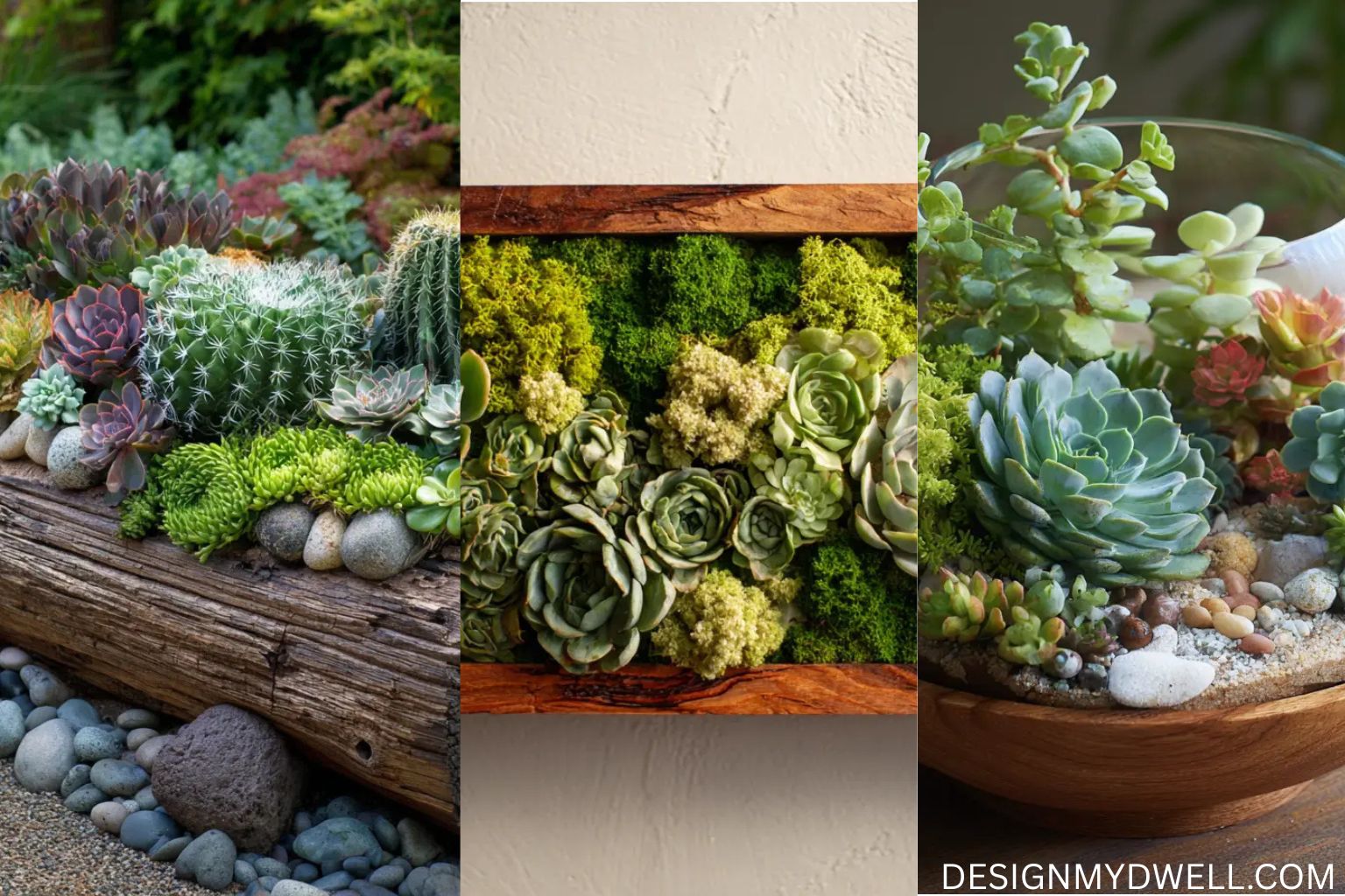 14 Succulent Arrangements and Layouts for Your Home