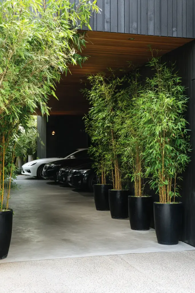 Tall Potted Plants