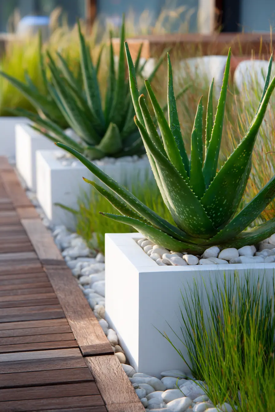Aloe Vera: Healing Hues in Practical Planters
